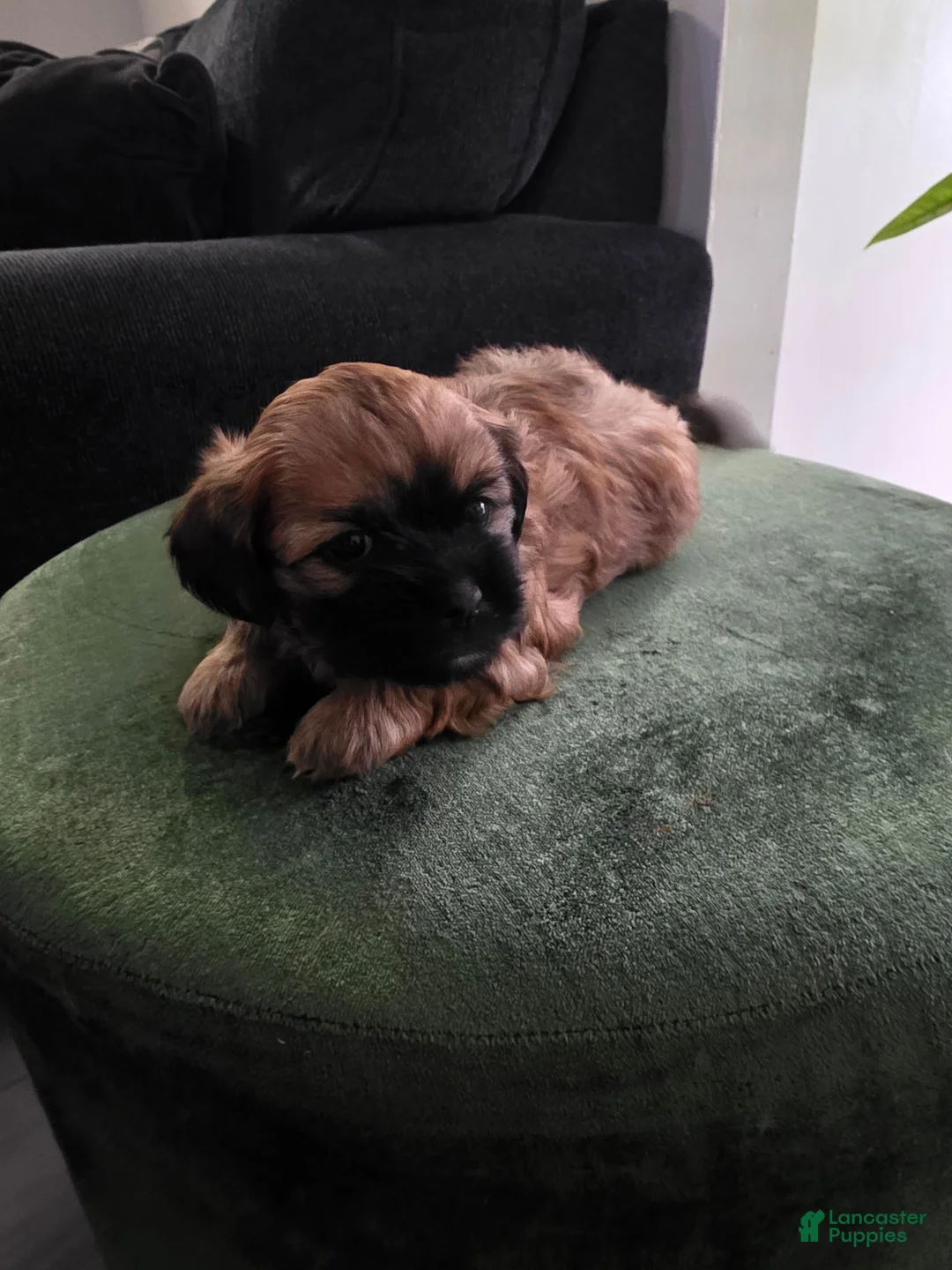 Shih Tzu dogs for sale: Shih Tzu 1 - Ad 1
