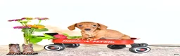 Miniature Dachshund dogs for sale: Corey - Ad 4