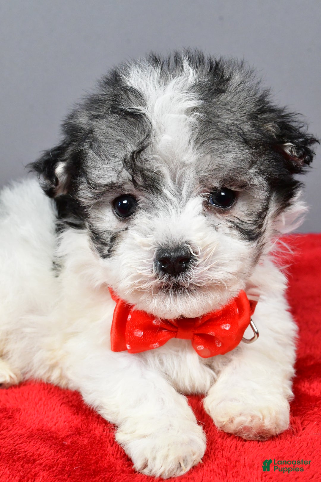 Havanese dogs for sale: Chestnut - Ad 6