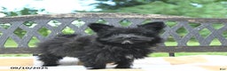 Pomapoo dogs for sale: Banjo - Ad 12