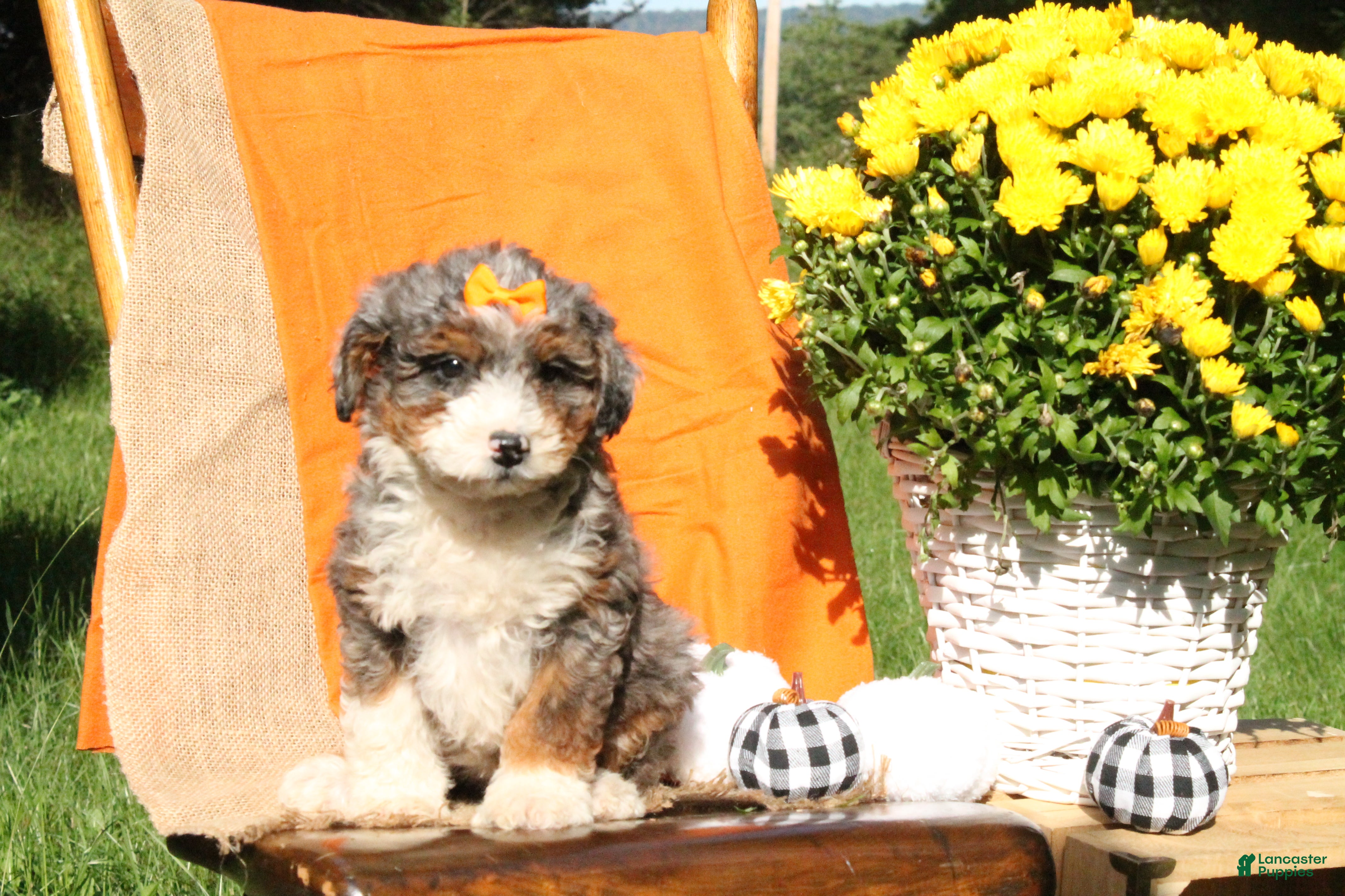 Mini Bernedoodle dogs Pumpkin - Ad 2