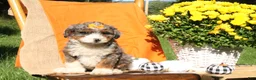 Mini Bernedoodle dogs for sale: Pumpkin - Ad 2