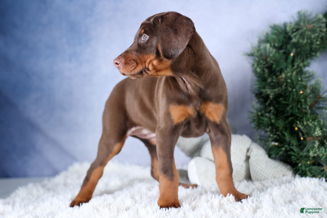 Doberman Pinscher dogs for sale: TRIXIE - Ad 2