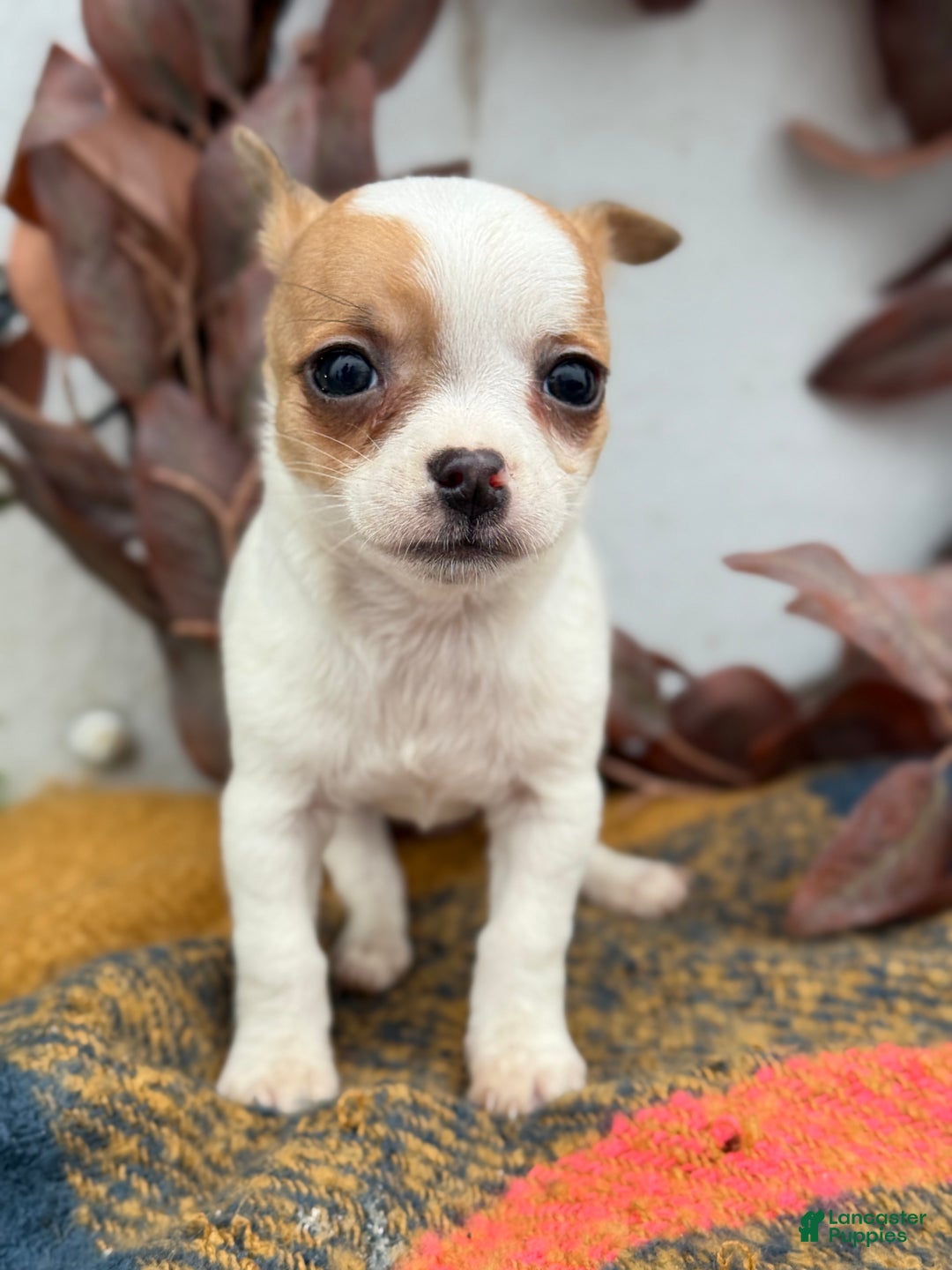 Chihuahua dogs for sale: Beany - Ad 7