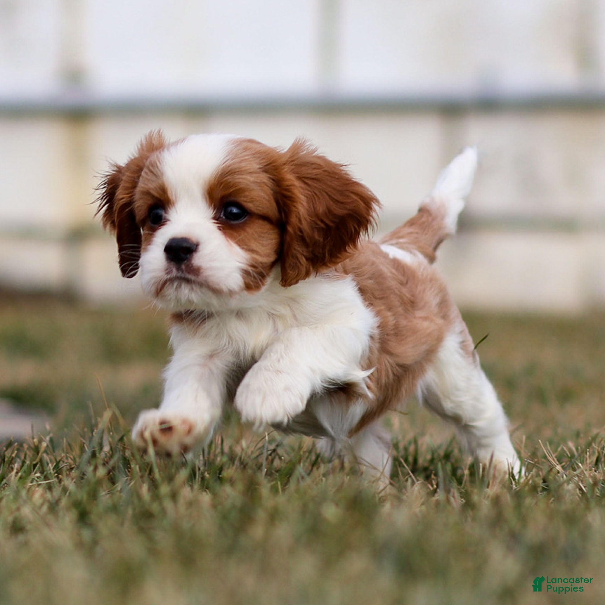 Cavalier King Charles Spaniel dogs Liam - Ad 28