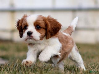 Cavalier King Charles Spaniel dogs Liam - Ad 21
