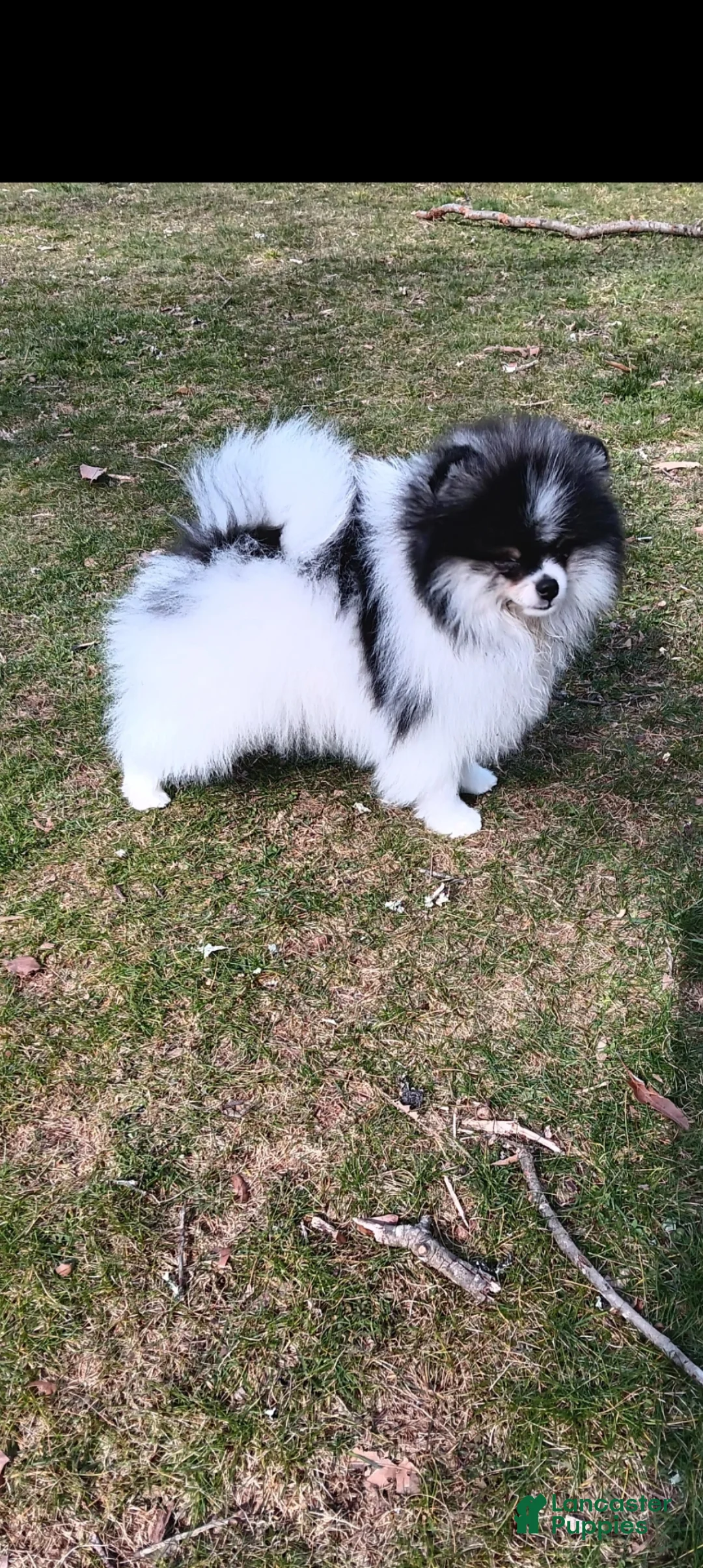 Pomeranian dogs for sale: Pomeranian Puppy 4 - Ad 4