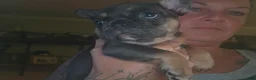 French Bulldog dogs for sale: Margo - Ad 5