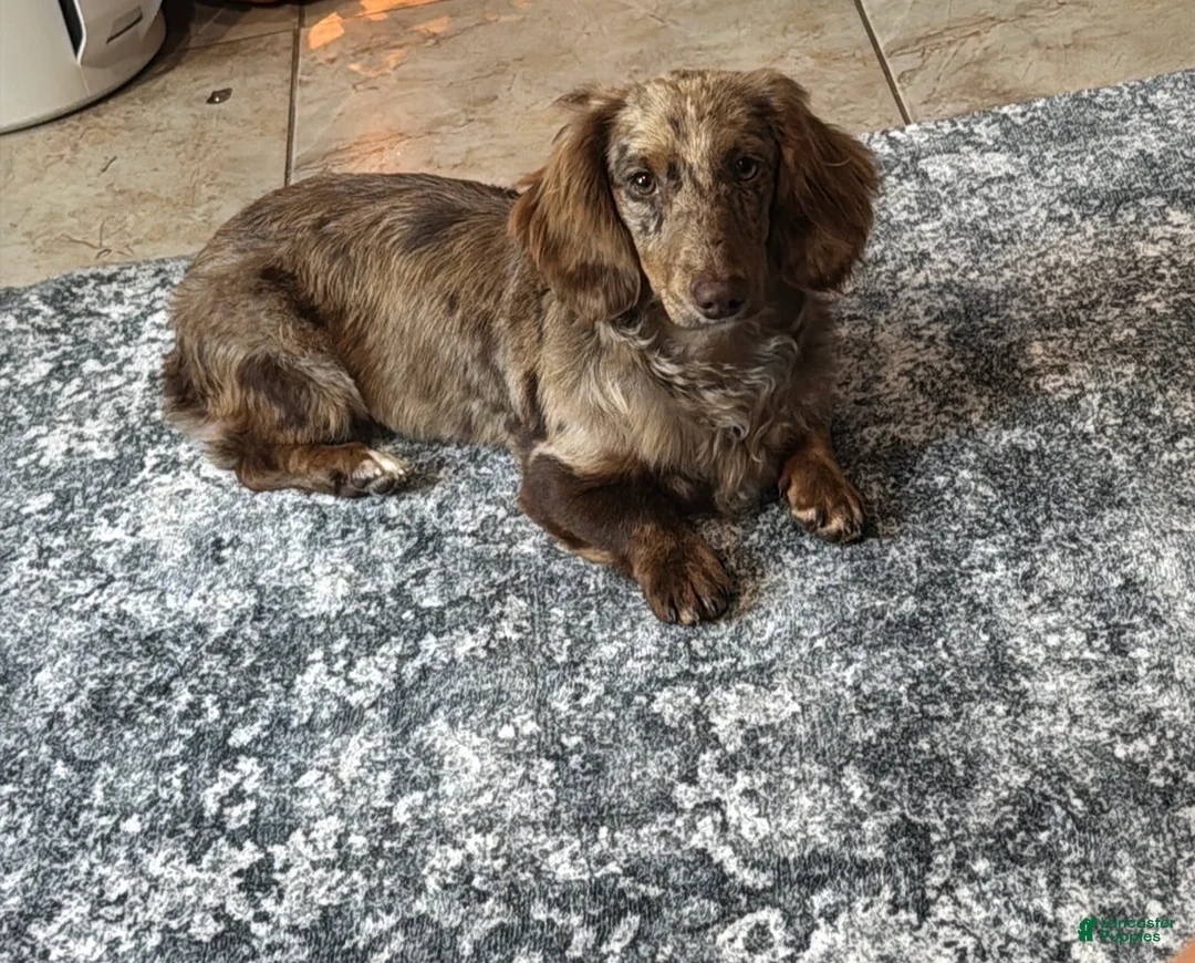 Miniature Dachshund dogs for sale: Miniature Dachshund Puppy 1 - Ad 3