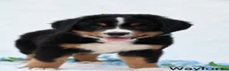 Bernese Mountain Dog dogs for sale: Waylon  - Ad 6