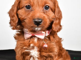 Cavapoo dogs Sally - Ad 17