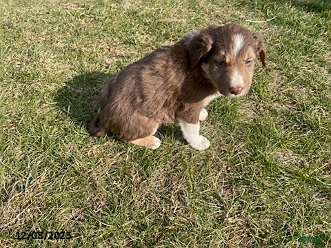 Border Collie dogs Rookie - Ad 26