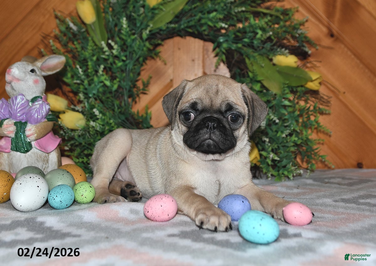 Pug dogs Taffy - Ad 1