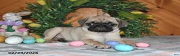 Pug dogs for sale: Taffy - Ad 1