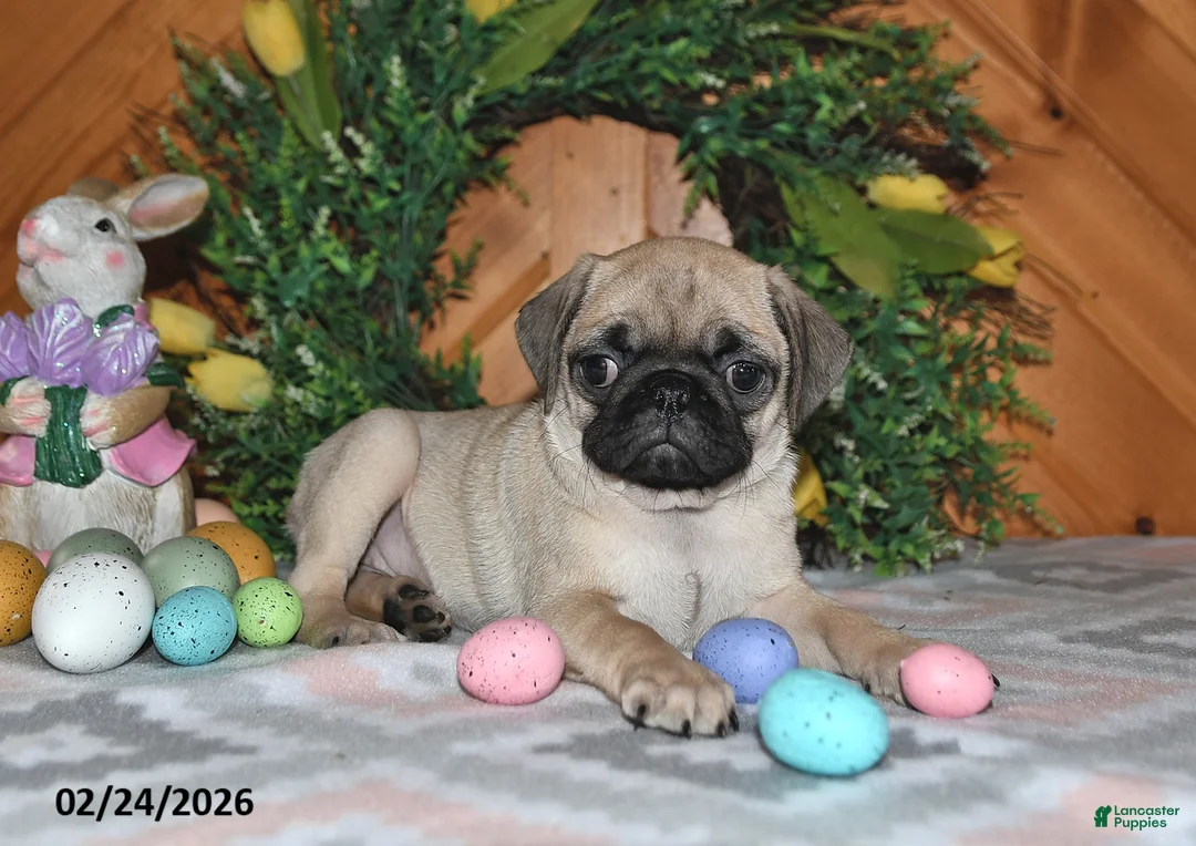 Pug dogs for sale: Taffy - Ad 1