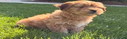 Shorkie dogs for sale: Peter Pan  - Ad 6