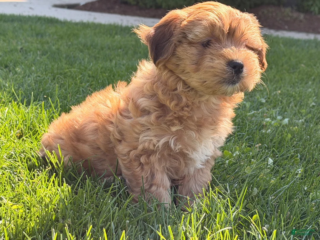 Shorkie dogs for sale: Peter Pan  - Ad 6