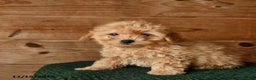 Mini Goldendoodle dogs for sale: Nature  - Ad 3
