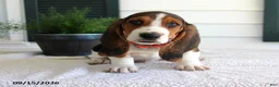 Basset Hound dogs for sale: Copper - Ad 1