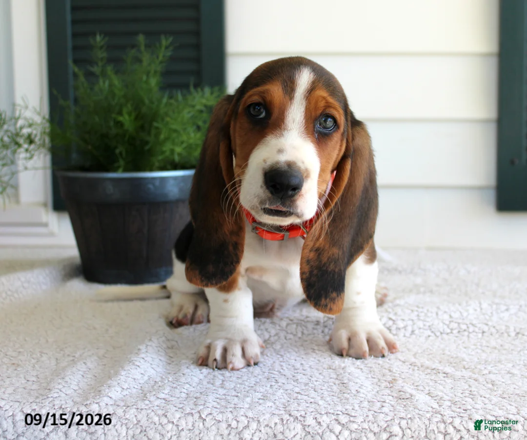Basset Hound dogs for sale: Copper - Ad 1
