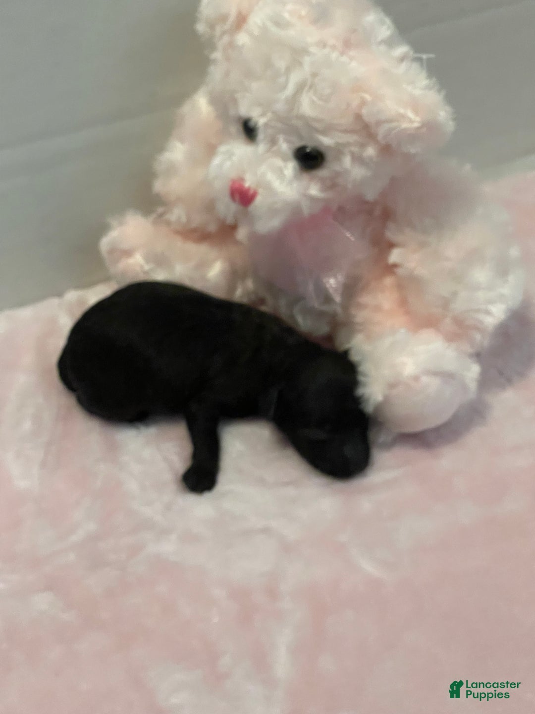 Toy Poodle dogs for sale: Toy Poodle Puppy 3 - Ad 3