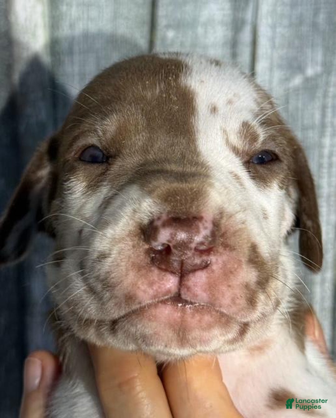 Blue Eyes Lilac Merle Great Dane Tan Point Great Dane Puppies For - Main Image