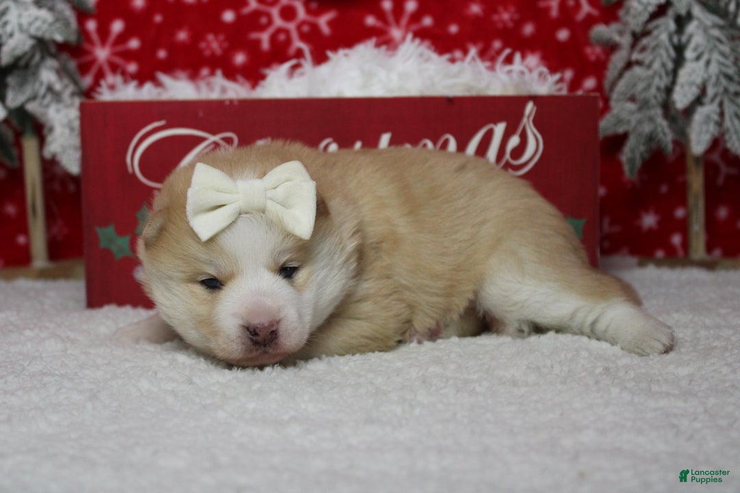 Pomsky dogs for sale: Shasta  - Ad 14