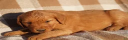 Golden Retriever dogs for sale: Bo - AKC, Genetically Clear - Ad 58