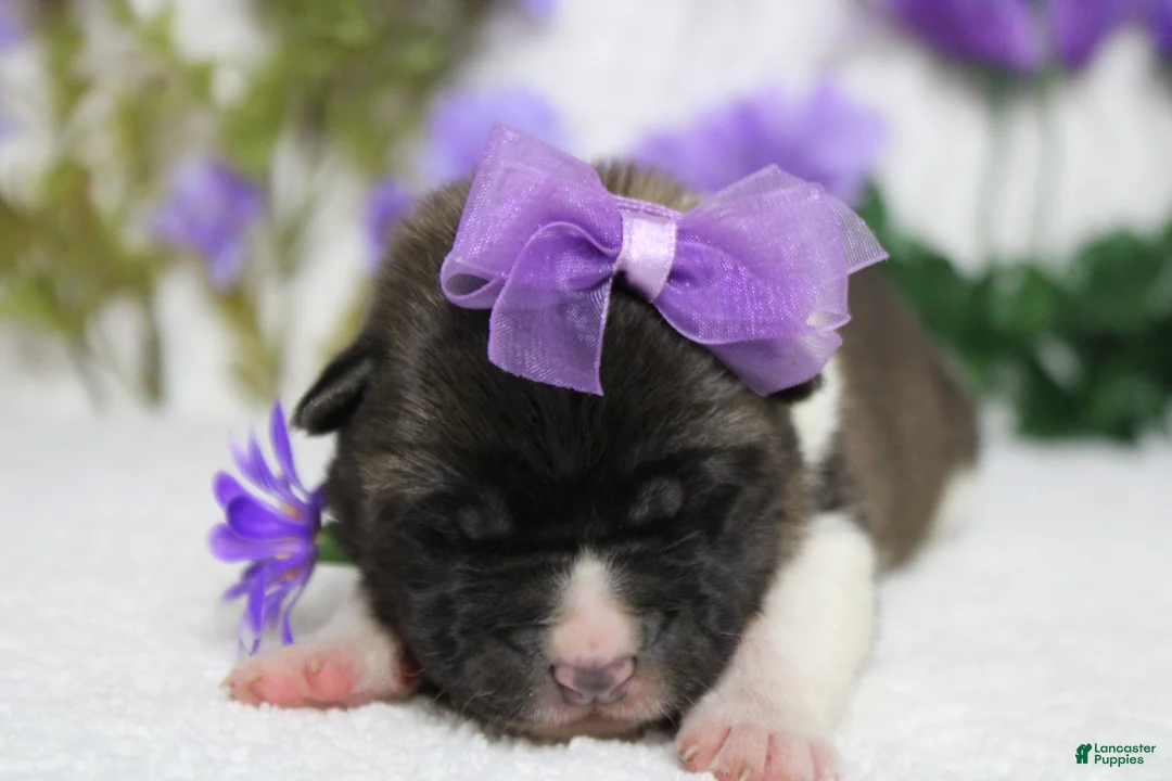 Akita dogs for sale: Granny  - Ad 2