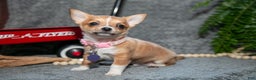 Chihuahua dogs for sale: Chester - Ad 1