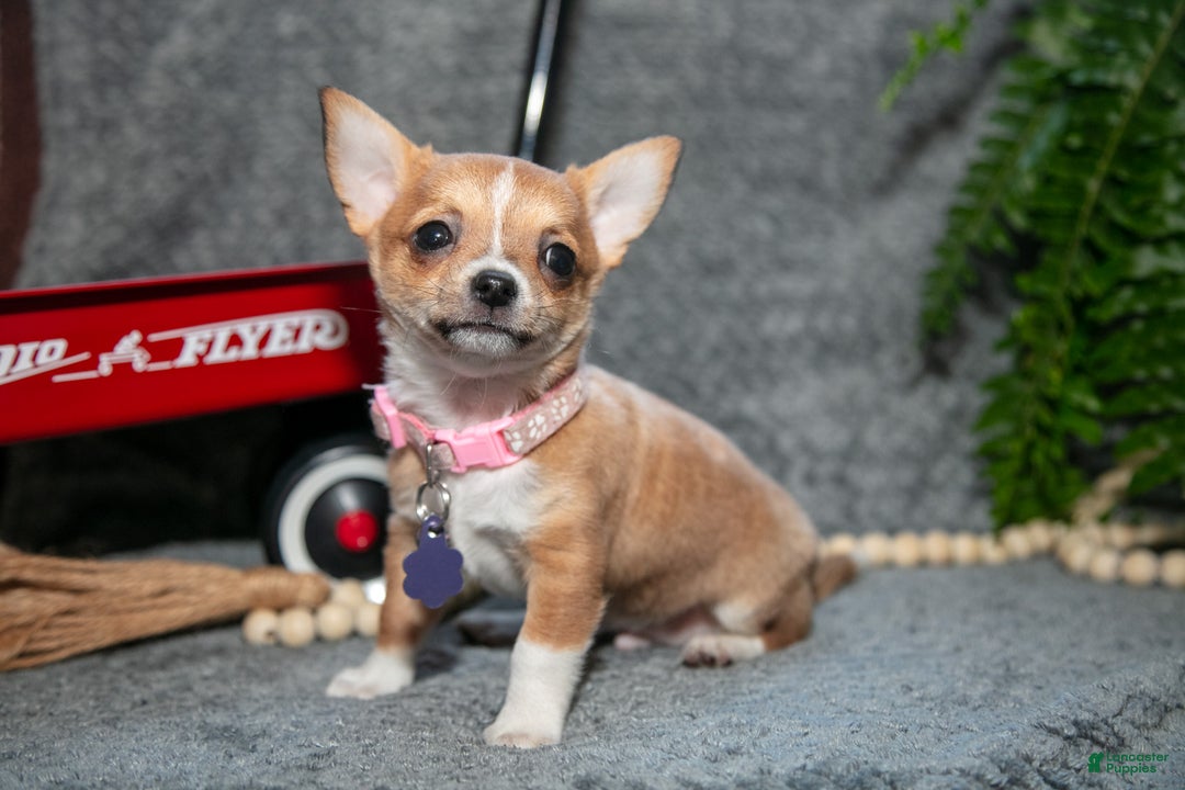 Chihuahua dogs for sale: Chester - Ad 1