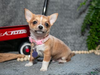 Chihuahua dogs Chester - Ad 35