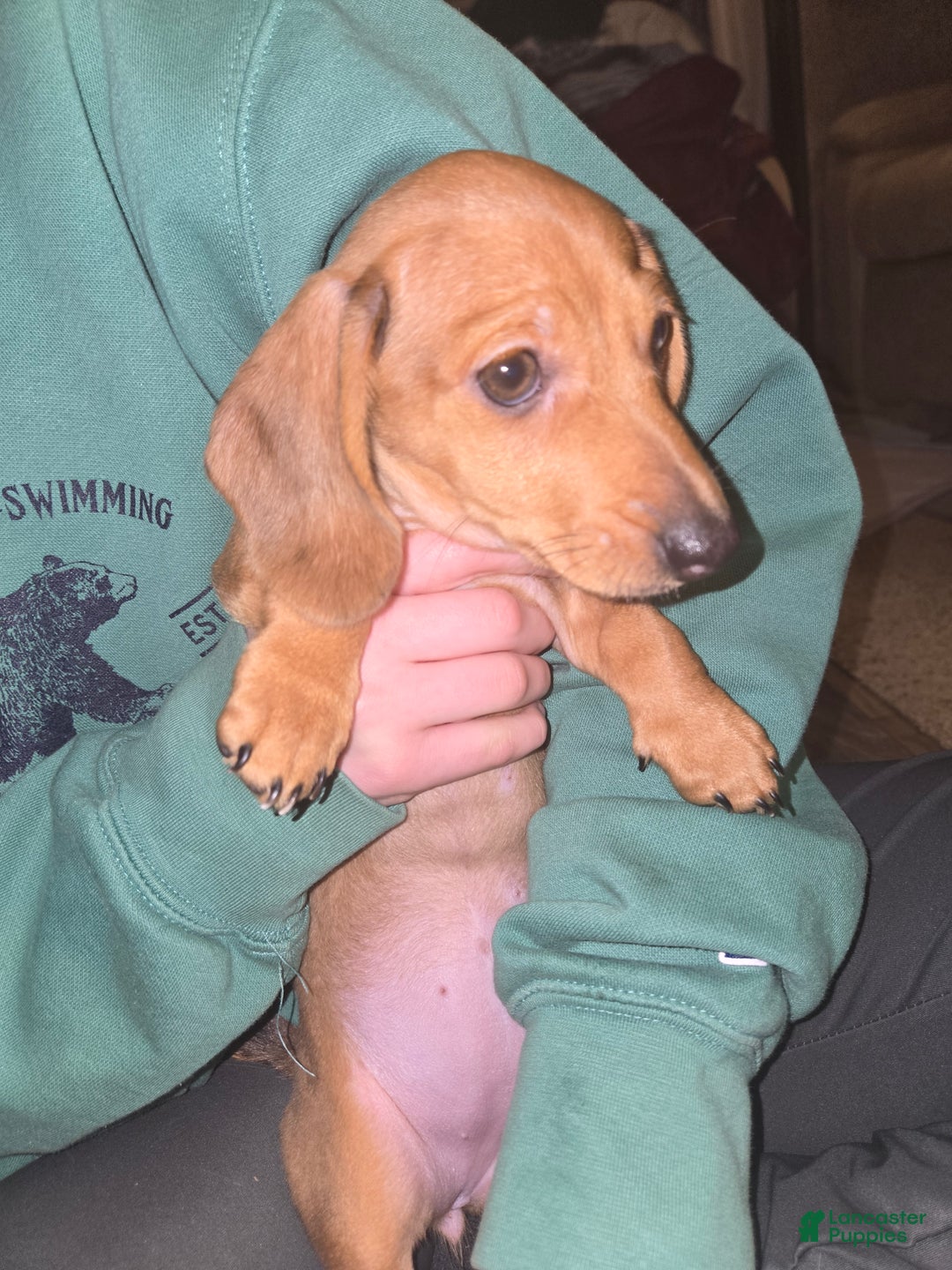 Miniature Dachshund dogs for sale: Miniature Dachshund Puppy 1 - Ad 6