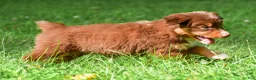 Miniature Australian Shepherd dogs for sale: Izzy - Ad 4