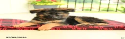 German Shepherd dogs for sale: Roland - Ad 3