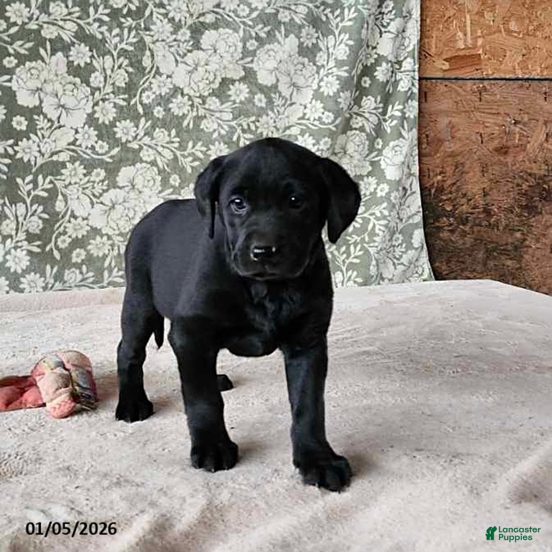 Labrador Retriever dogs for sale: Sassy - Ad 3