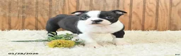 Boston Terrier dogs for sale: Millenium - Ad 1