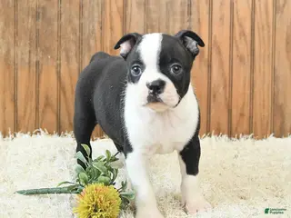 Boston Terrier dogs Millenium - Ad 3