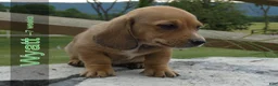 Dachshund dogs for sale: Wyatt - Ad 4