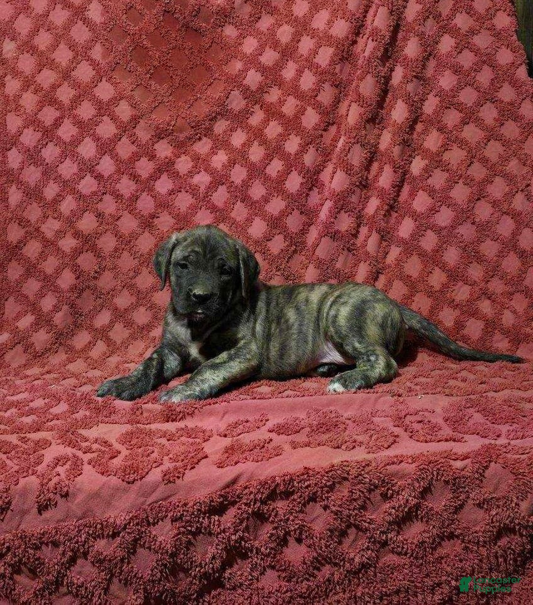 English Mastiff dogs for sale: Annie - Ad 1