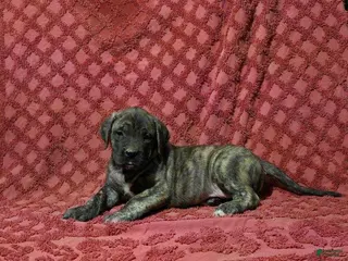 English Mastiff dogs Annie - Ad 15