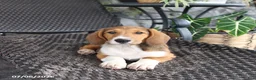 Mixed Breed dogs for sale: Chloe - Ad 3
