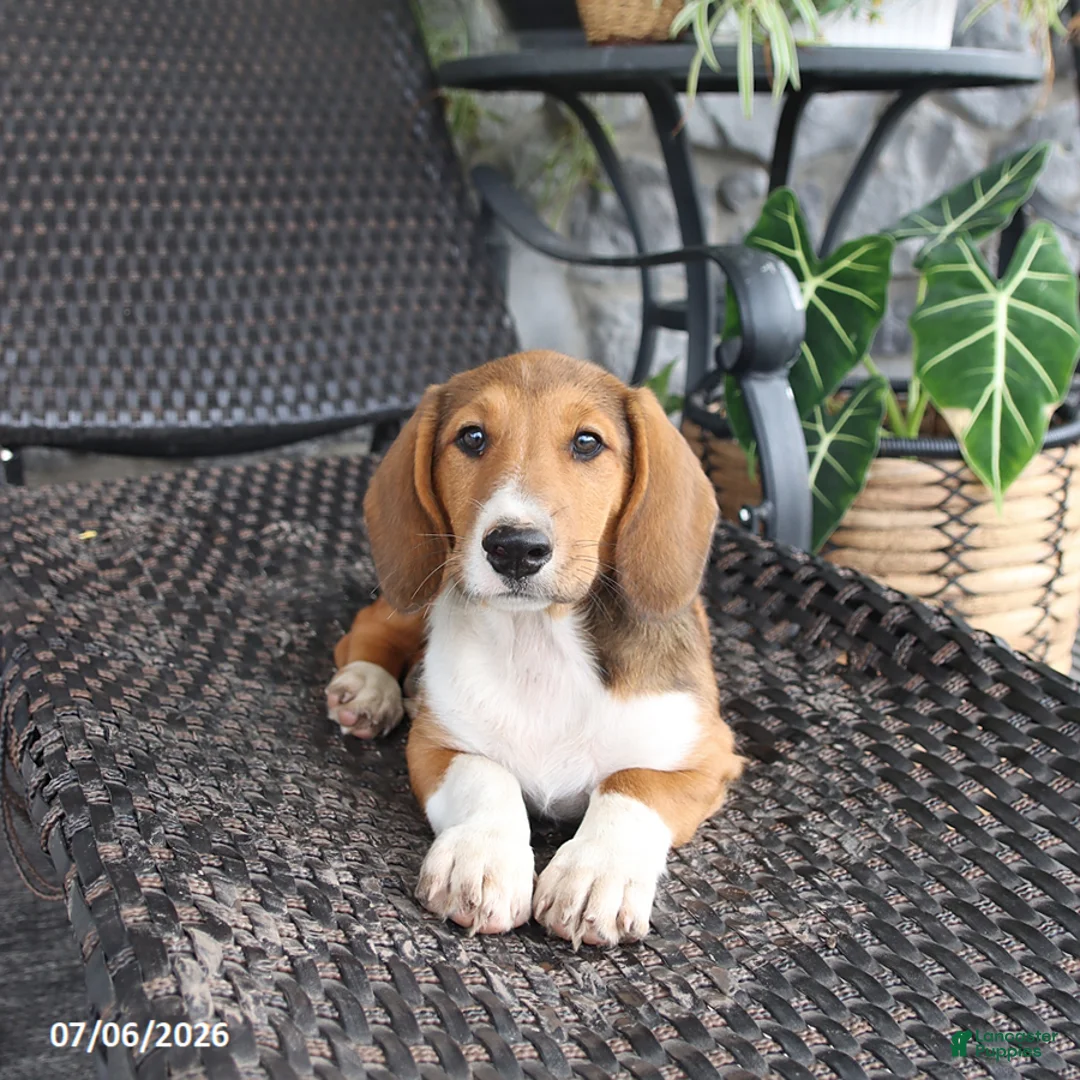 Mixed Breed dogs for sale: Chloe - Ad 3