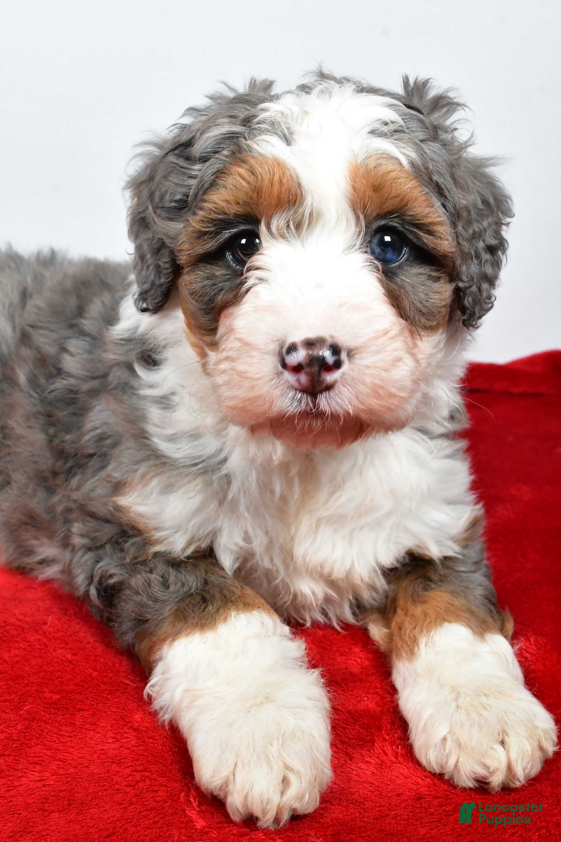 Mini Bernedoodle dogs Lola - Ad 3