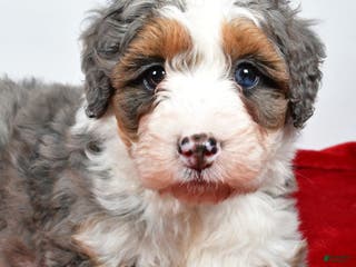 Mini Bernedoodle dogs for sale: Lola - Ad 3