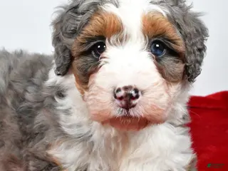 Mini Bernedoodle dogs Lola - Ad 1