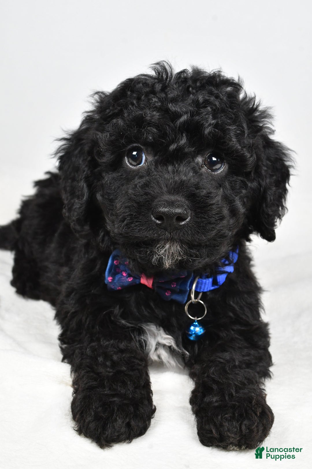 Cavapoo dogs for sale: Sterling - Ad 4