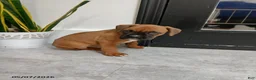 Boxer dogs for sale: Max - Ad 6