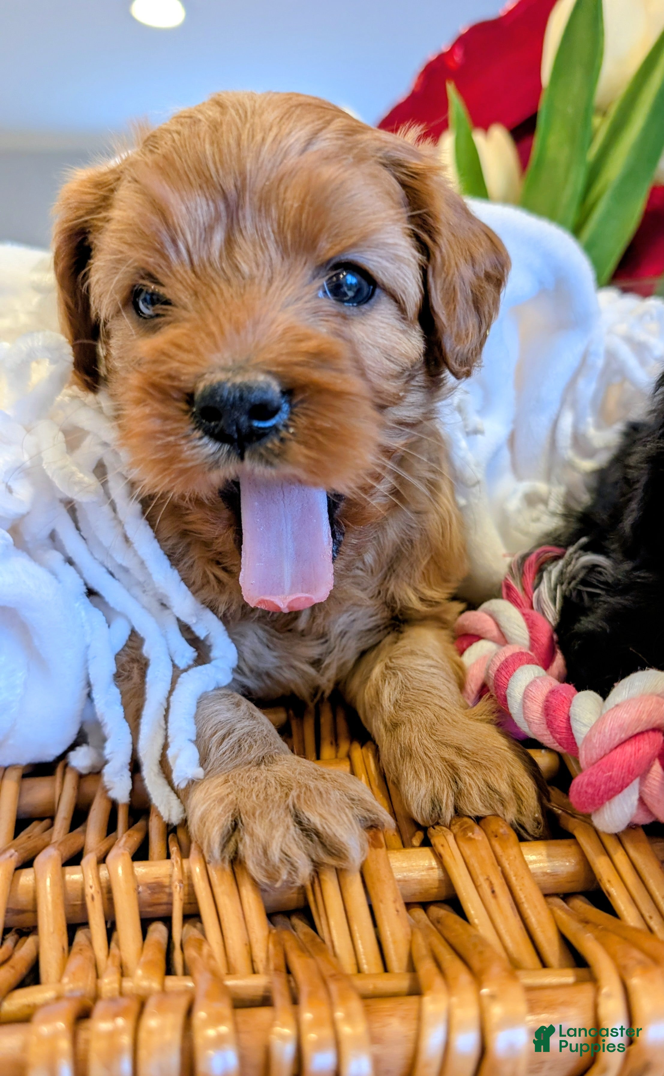 Cavapoo dogs Ginger Baby - Ad 9