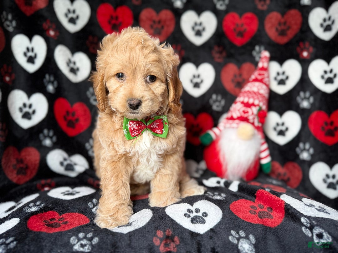 Cockapoo dogs for sale: Stocking - Ad 3